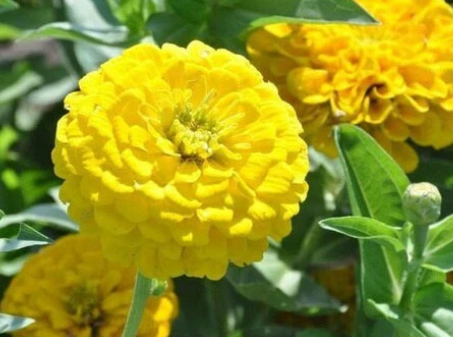 Zinnia Flower seeds, Benarys Giant Golden Yellow