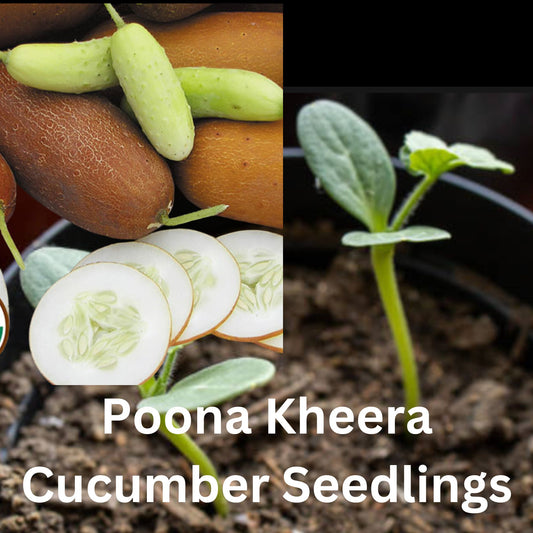 Organic Poona Kheera Cucumber seedlings, Heirloom Rare Delicious Cucumber plants