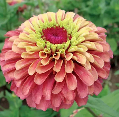 Zinnia flower seeds, Queeny Red Lime
