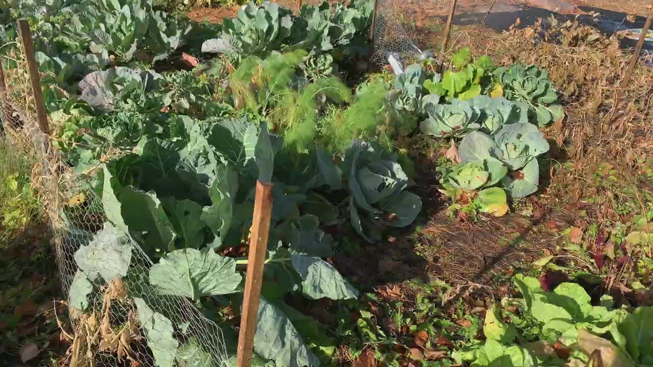 Load video: Sounds of Water on Cabbage Leaves