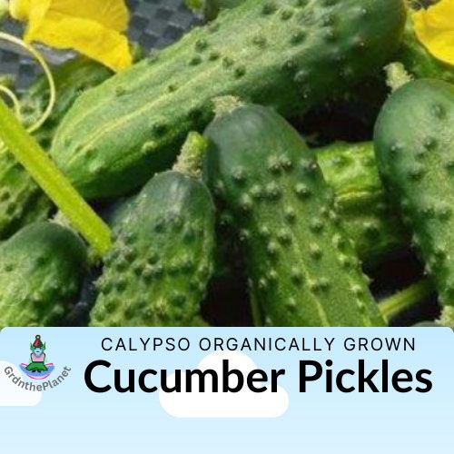Calypso Cucumber Seeds - Organically Grown Non GMO Untreated