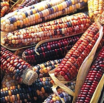 Corn seeds, Mandan Bride heirloom