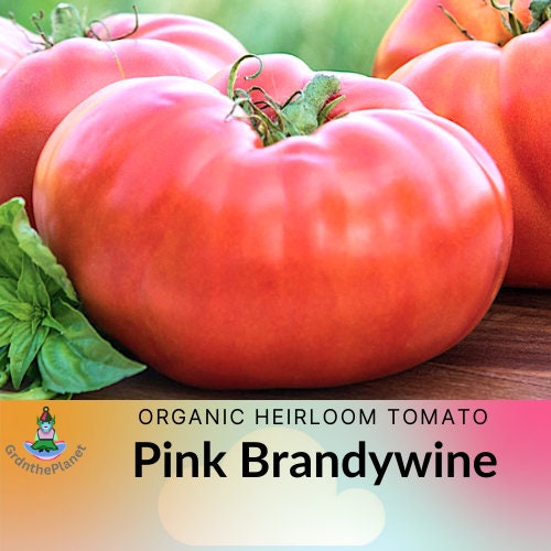 Pink Brandywine Tomato seeds - Untreated Open Pollinated US Grown Non GMO