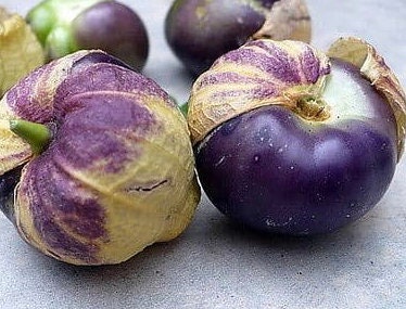 purple tomatillo plant