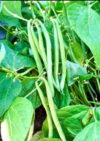 Bean Seeds, Jade heirloom