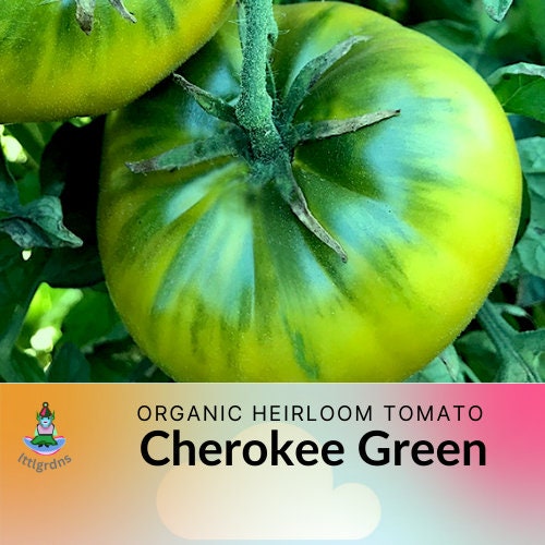 Cherokee Green tomato seeds, Indeterminate Open Pollinated Heirloom big green color and nice taste (Chefs choice award winnter)